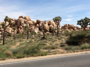 Joshua Tree
