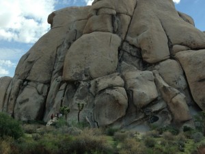 Joshua Tree