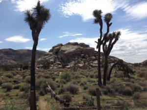 Joshua Tree