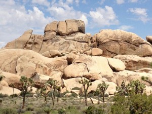 Joshua Tree