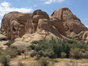 Joshua Tree