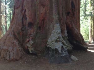Sequoia Nationalpark
