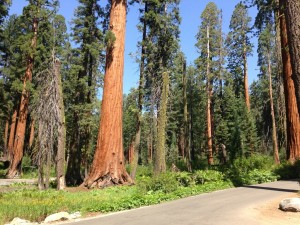 Sequoia Nationalpark