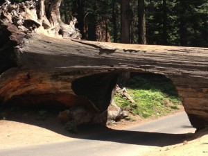 Sequoia Nationalpark - Tunnel Log