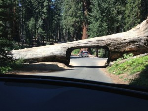 Sequoia Nationalpark - Tunnel Log
