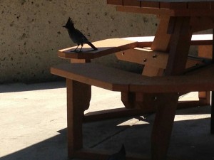 Sequoia Nationalpark