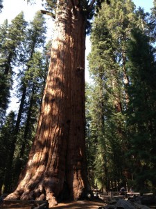 Sequoia Nationalpark - General Sherman