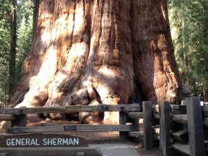 Sequoia Nationalpark - General Sherman