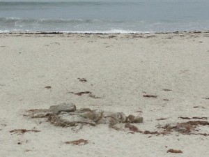 Monterey - 17-Mile-Drive