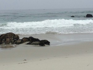 Monterey - 17-Mile-Drive