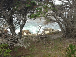 Monterey - 17-Mile-Drive