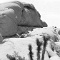 Joshua Tree 15