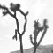 Joshua Tree 8