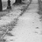 Garden District 16