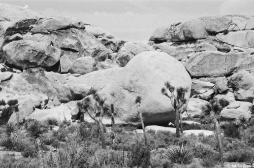 Joshua Tree 10