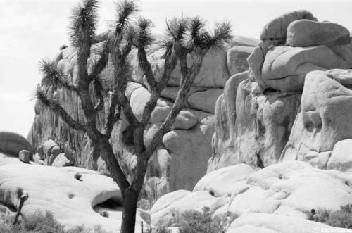 Joshua Tree 14