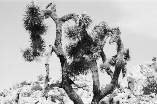 Joshua Tree 5