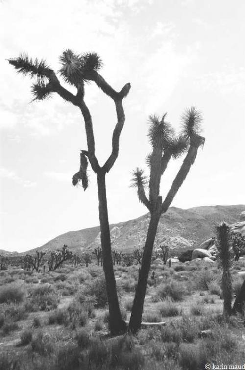 Joshua Tree 8