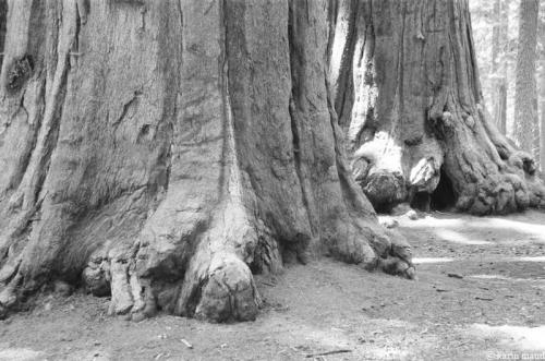 Sequoia Nationalpark 2
