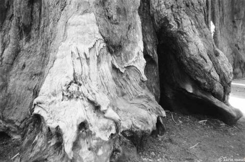 Sequoia Nationalpark 3