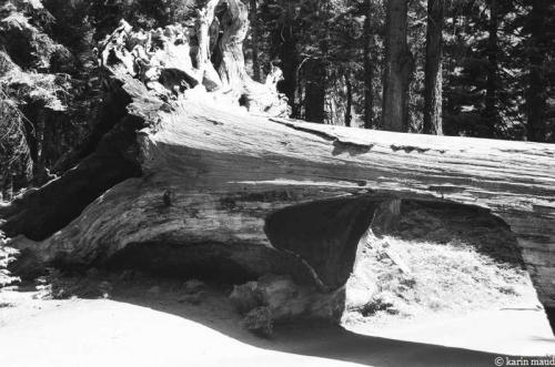 Sequoia Nationalpark 4